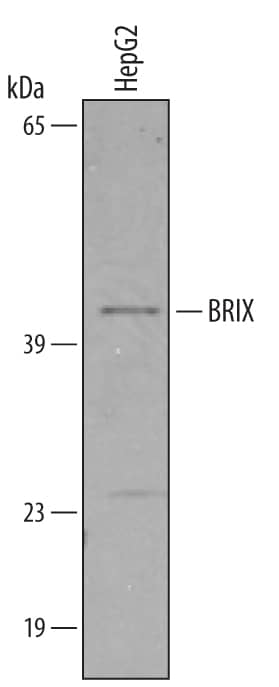 Detection of Human BRIX antibody by Western Blot.