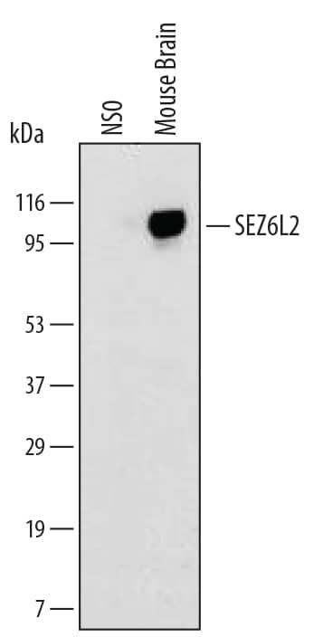 Detection of Mouse SEZ6L2/BSRP-A antibody by Western Blot.