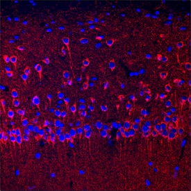 SEZ6/BSRP-C antibody in Mouse Brain by Immunohistochemistry (IHC-Fr).