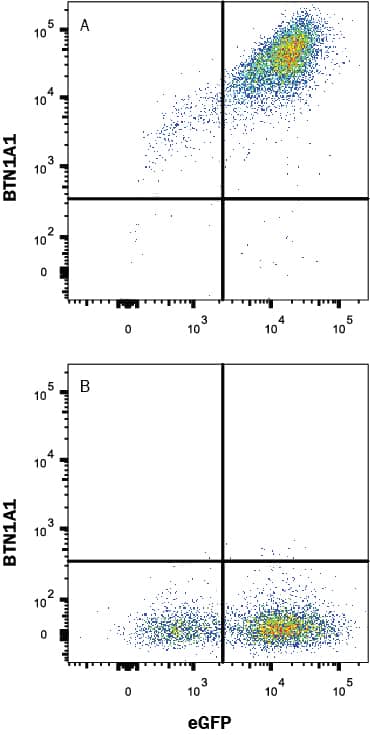 Detection of BTN1A1 antibody in HEK293 Human Cell Line Transfected with Human BTN1A1 and eGFP antibody by Flow Cytometry.