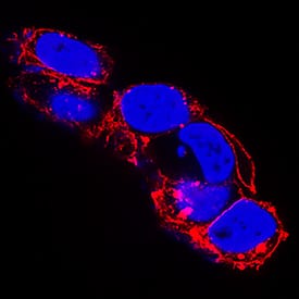 BTN1A1/Butyrophilin antibody in HEK293 Human Cell Line by Immunocytochemistry (ICC).