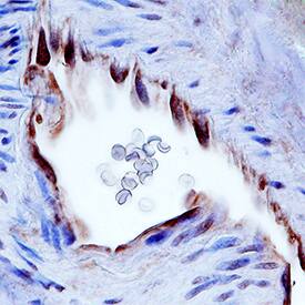 BTN2A2/Butyrophilin 2A2 antibody in Human Thymus by Immunohistochemistry (IHC-P).