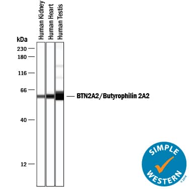 Detection of Human BTN2A2/Butyrophilin 2A2 antibody by Simple WesternTM.
