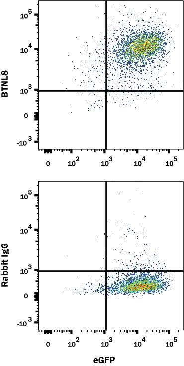 Detection of BTNL8 antibody in HEK293 Human Cell Line Transfected with Human BTNL8 and eGFP antibody by Flow Cytometry.