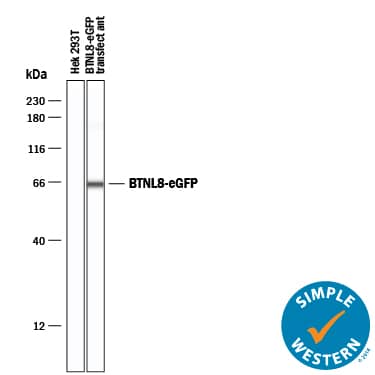 Detection of Human BTNL8 antibody by Simple WesternTM.