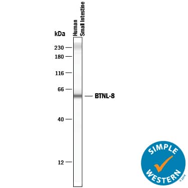 Detection of Human BTNL8 antibody by Simple WesternTM.