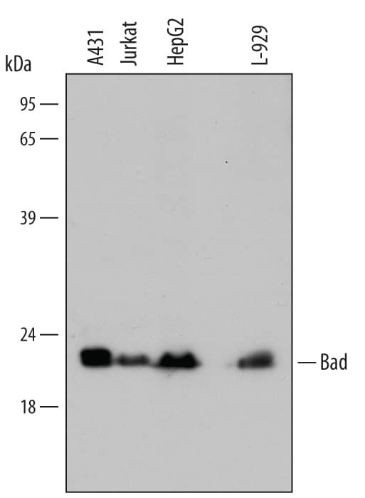 Detection of Human/Mouse Bad antibody by Western Blot.