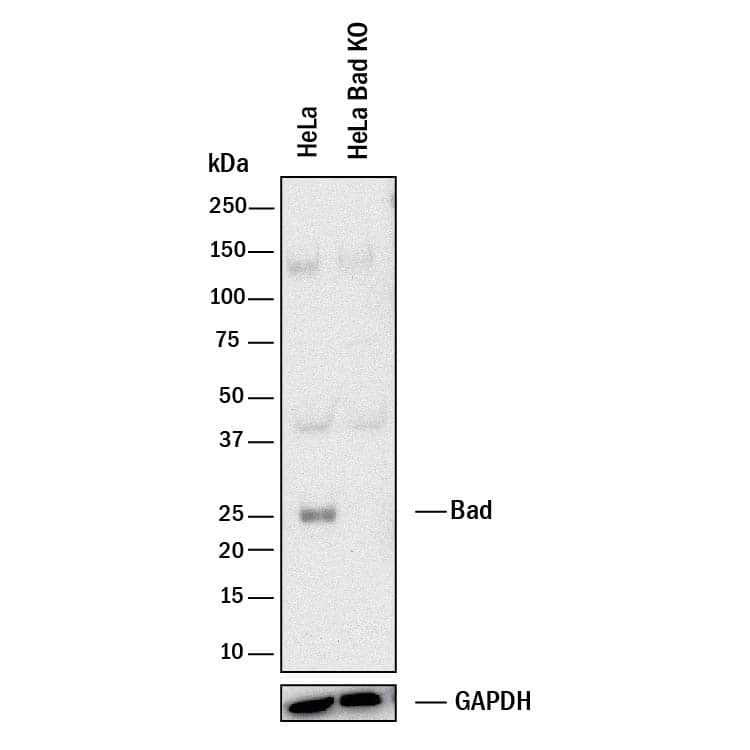Western Blot Shows Human Bad Antibody Specificity by Using Knockout Cell Line.