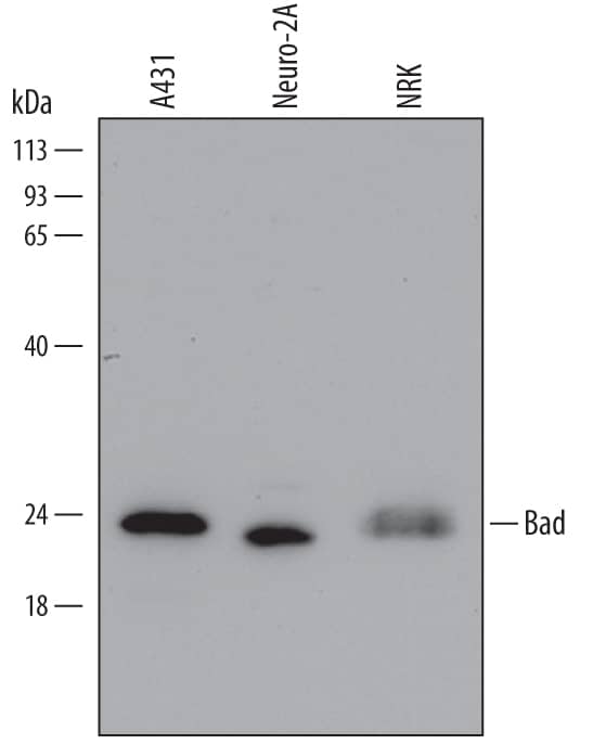 Detection of Human, Mouse, and Rat Bad antibody by Western Blot.