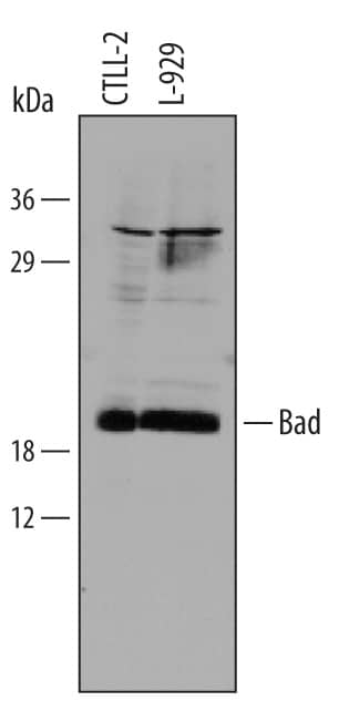 Detection of Mouse Bad N-Terminus antibody by Western Blot.