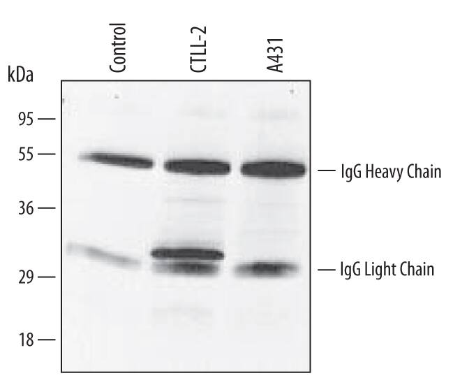 Immunoprecipitation of Mouse Bag‑1. Immunoprecipitation of Mouse Bag‑1.