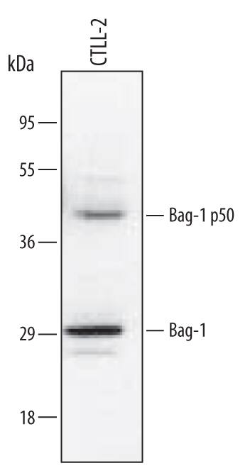 Detection of Mouse Bag-1 antibody by Western Blot.