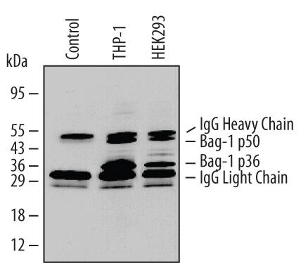 Immunoprecipitation of Human Bag‑1.