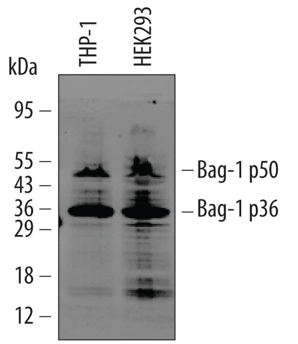 Detection of Human Bag-1 antibody by Western Blot.