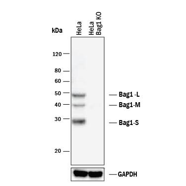 Western Blot Shows Human Bag-1 Antibody Specificity by Using Knockout Cell Line.