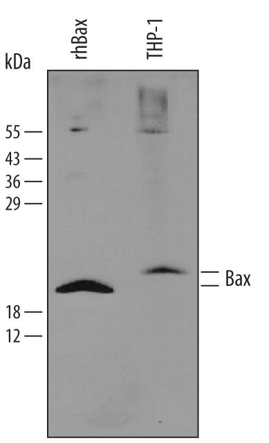 Detection of Human Bax Minus C-Terminus antibody by Western Blot.