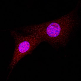 Bax antibody in A549 Human Cell Line by Immunocytochemistry (ICC).