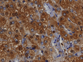 Bax antibody in Human Liver by Immunohistochemistry (IHC-P).