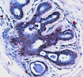 Bax antibody in Human Breast by Immunohistochemistry (IHC-P).