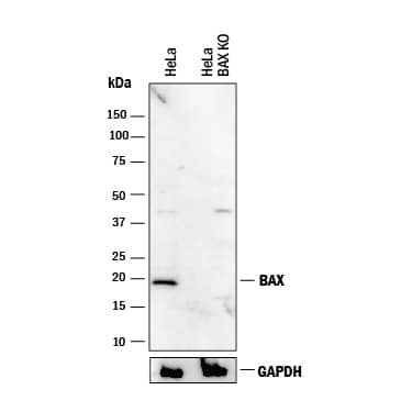 Western Blot Shows Human Bax Antibody Specificity by Using Knockout Cell Line.