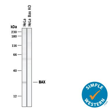 Detection of Human Bax antibody by Simple WesternTM.