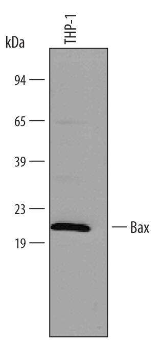 Detection of Human Bax Minus C-Terminus antibody by Western Blot.