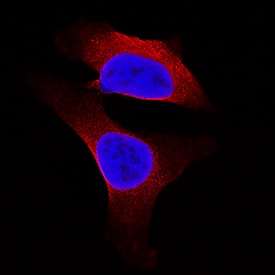 Bax antibody in A549 Human Cell Line by Immunocytochemistry (ICC).