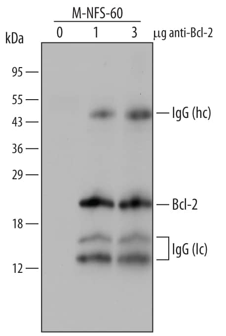 Immunoprecipitation of Mouse Bcl‑2.