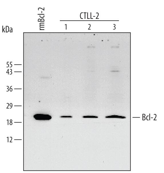 Detection of Mouse Bcl-2 antibody by Western Blot.