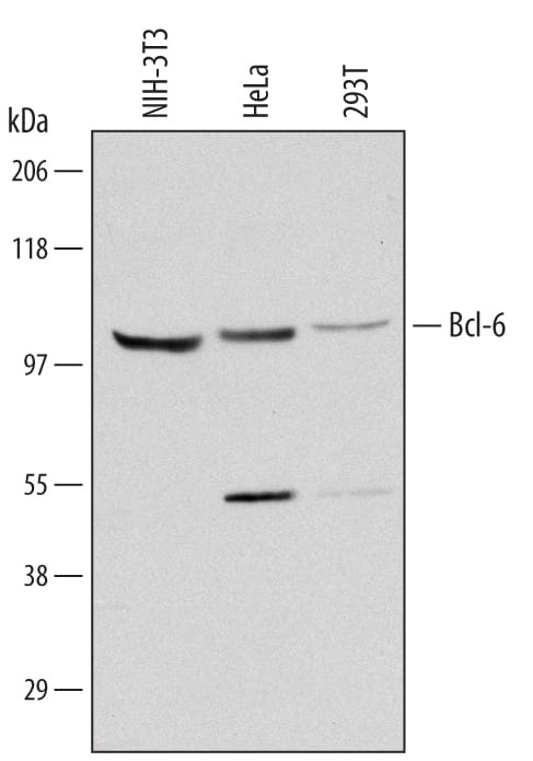 Detection of Mouse and Human Bcl-6 antibody by Western Blot.