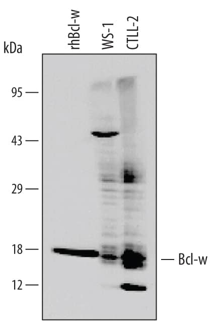 Detection of Human Bcl-w antibody by Western Blot.