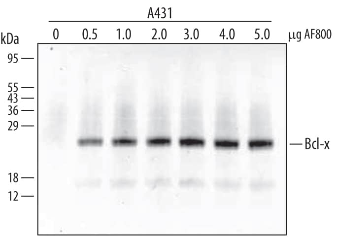 Immunoprecipitation of Human Bcl-x.