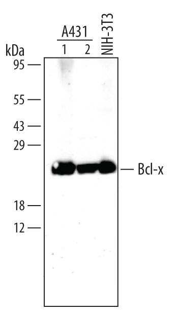 Detection of Human and Mouse Bcl-x antibody by Western Blot.