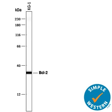Detection of Human Bcl-2 antibody by Simple WesternTM.