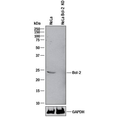 Western Blot Shows Human Bcl-2 Antibody Specificity by Using Knockout Cell Line.
