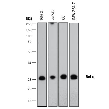 Detection of Bcl‑xLby Western Blot.