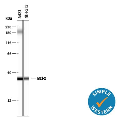 Detection of Human and Mouse Bcl-x antibody by Simple WesternTM.