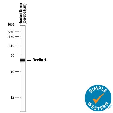 Detection of Human Beclin 1 antibody by Simple WesternTM.