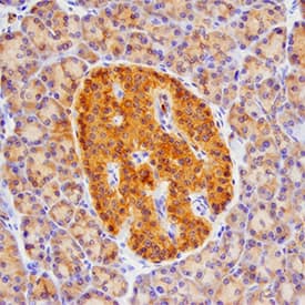 Betacellulin/BTC antibody in Human Pancreas by Immunohistochemistry (IHC-P).
