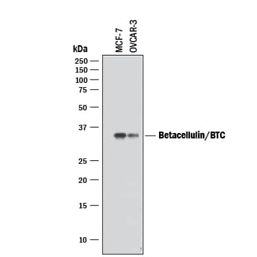 Detection of Human Betacellulin/BTC antibody by Western Blot.