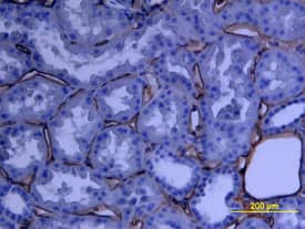 Biglycan antibody in Human Kidney Array by Immunohistochemistry (IHC-P).