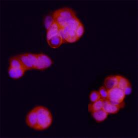 Bora antibody in MCF-7 Human Cell Line by Immunocytochemistry (ICC).