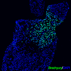Brachyury antibody in Differentiated Human Embryonic Stem Cells by Immunocytochemistry (ICC).