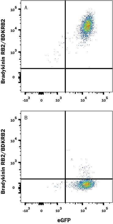 Detection of Bradykinin RB2/BDKRB2 antibody in HEK293 Human Cell Line Transfected with Human Bradykinin RB2/BDKRB2 and eGFP antibody by Flow Cytometry.