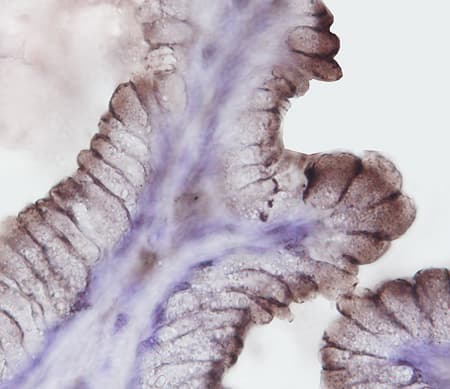 Bradykinin RB2/BDKRB2 antibody in Human Stomach by Immunohistochemistry (IHC-P).