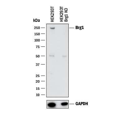 Western Blot Shows Human Brg1 Antibody Specificity by Using Knockout Cell Line.