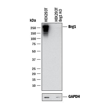 Western Blot Shows Human Brg1 Specificity by Using Knockout Cell Line. Western Blot Shows Human Brg1 Antibody Specificity by Using Knockout Cell Line.