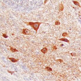 Brorin/VWC2 antibody in Human Brain by Immunohistochemistry (IHC-P).