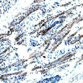 Brorin/VWC2 antibody in Mouse Embryo by Immunohistochemistry (IHC-Fr).