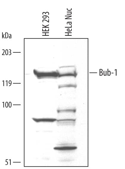 Detection of Human Bub1 antibody by Western Blot.